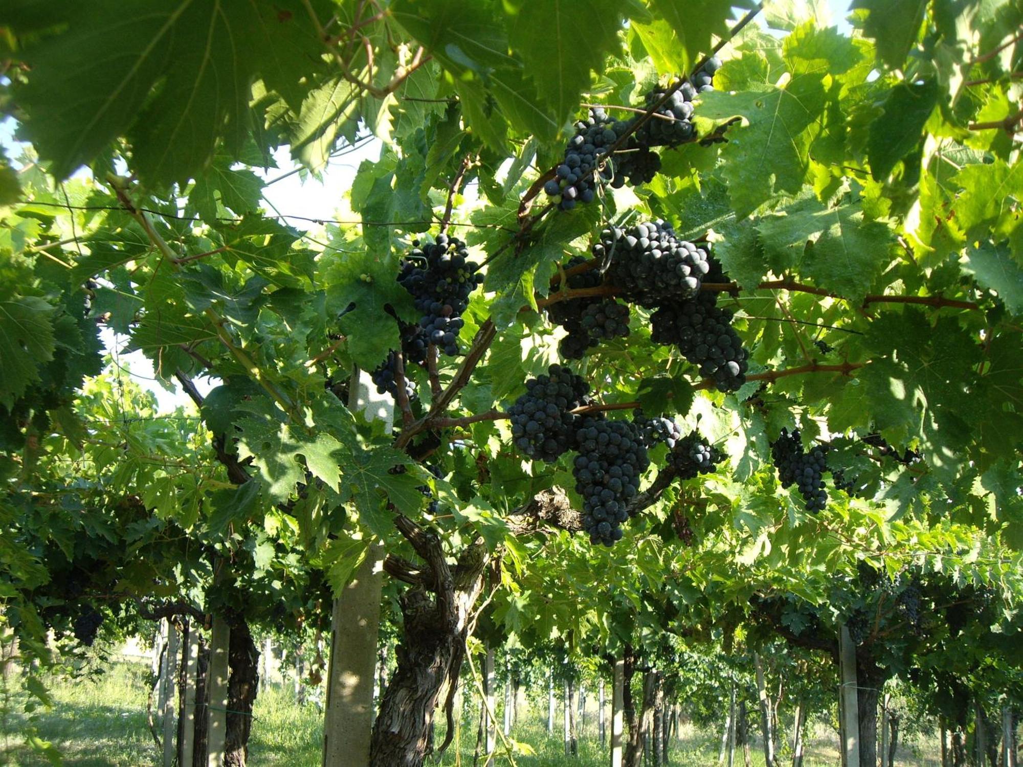 Agriturismo Il Borgo Degli Ulivi Roseto Degli Abruzzi Exterior foto